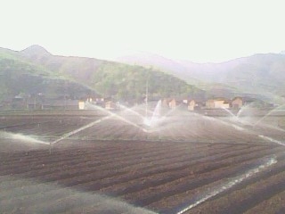 浙江東方集團--云南百合育種基地噴灌